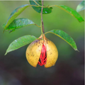 Nutmeg / Jaiphal (Myristica fragrans) Medicinal Fruit Live Plant