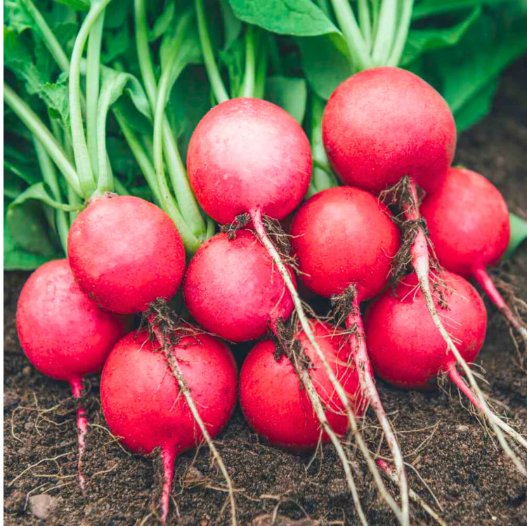 Red Round Radish Seeds - Hybrid