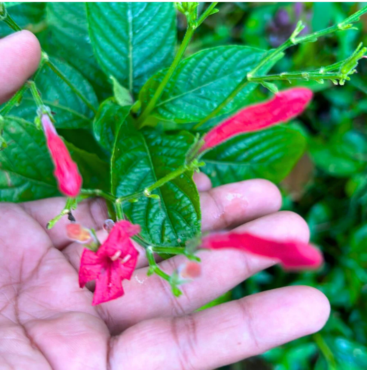 December Flower Red All Time Flowering Live Plant