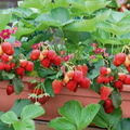 Desi Strawberry Live Plant
