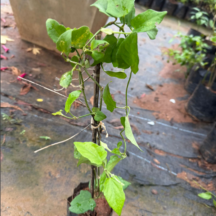 Thunbergia Fragrans All Time Flowering Live Plant