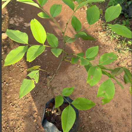 Cassia Fistula Live Plant (Indian Laburnum / Golden Shower Tree) Flowering plant