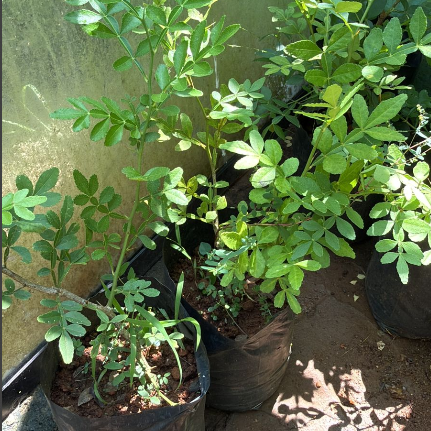 9 leaves  Maha Vilvam/ Bilva (Aegle marmelos) Live Plant