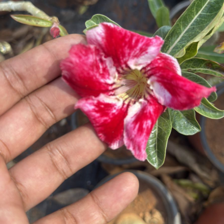 Adenium Red & White Variegated Desert Rose Live plant