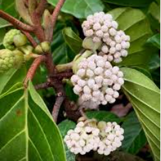 White Poikilospermum Suaveolens – Highly Fragrant Live Plant