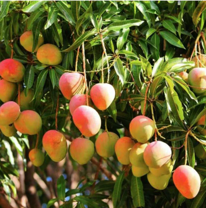 Kottukonam Mango Bonsai Plant