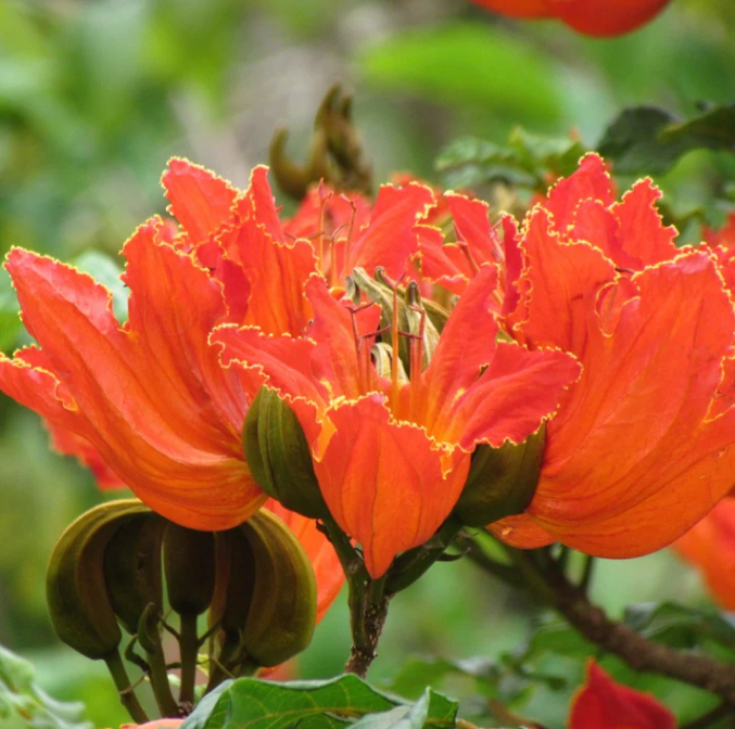 Spathodea Campanulata Red (African tulip tree) bonsai Live Plant