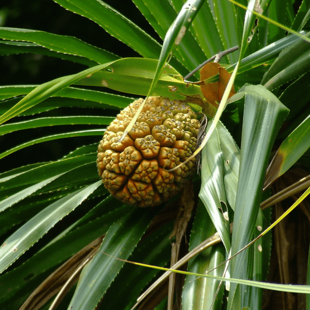 Screw-Pine Variegated (kewda) Medicinal Live Plant