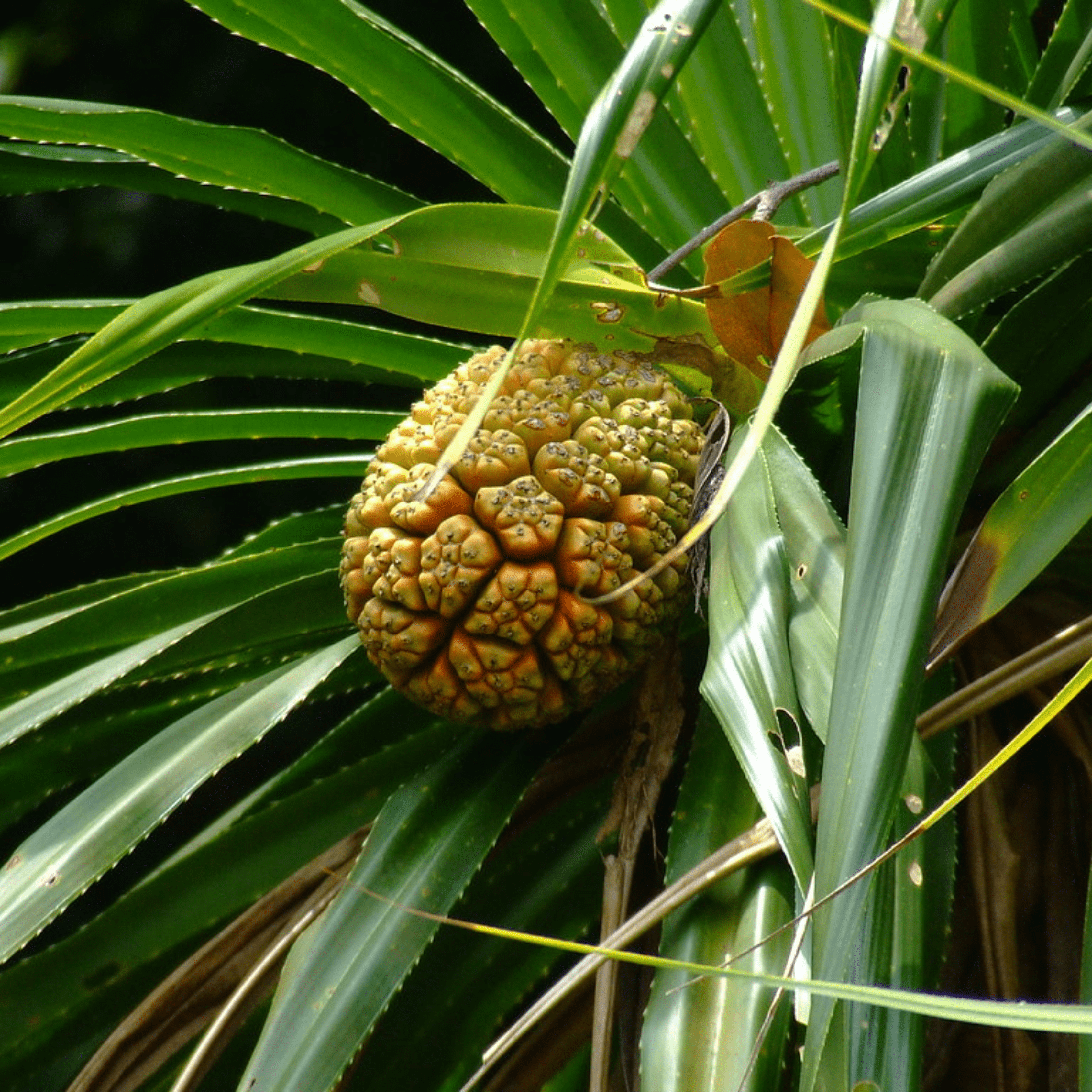 Screw-Pine Variegated (kewda) Medicinal Live Plant
