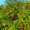 Screw-Pine (kewda) Medicinal Live Plant