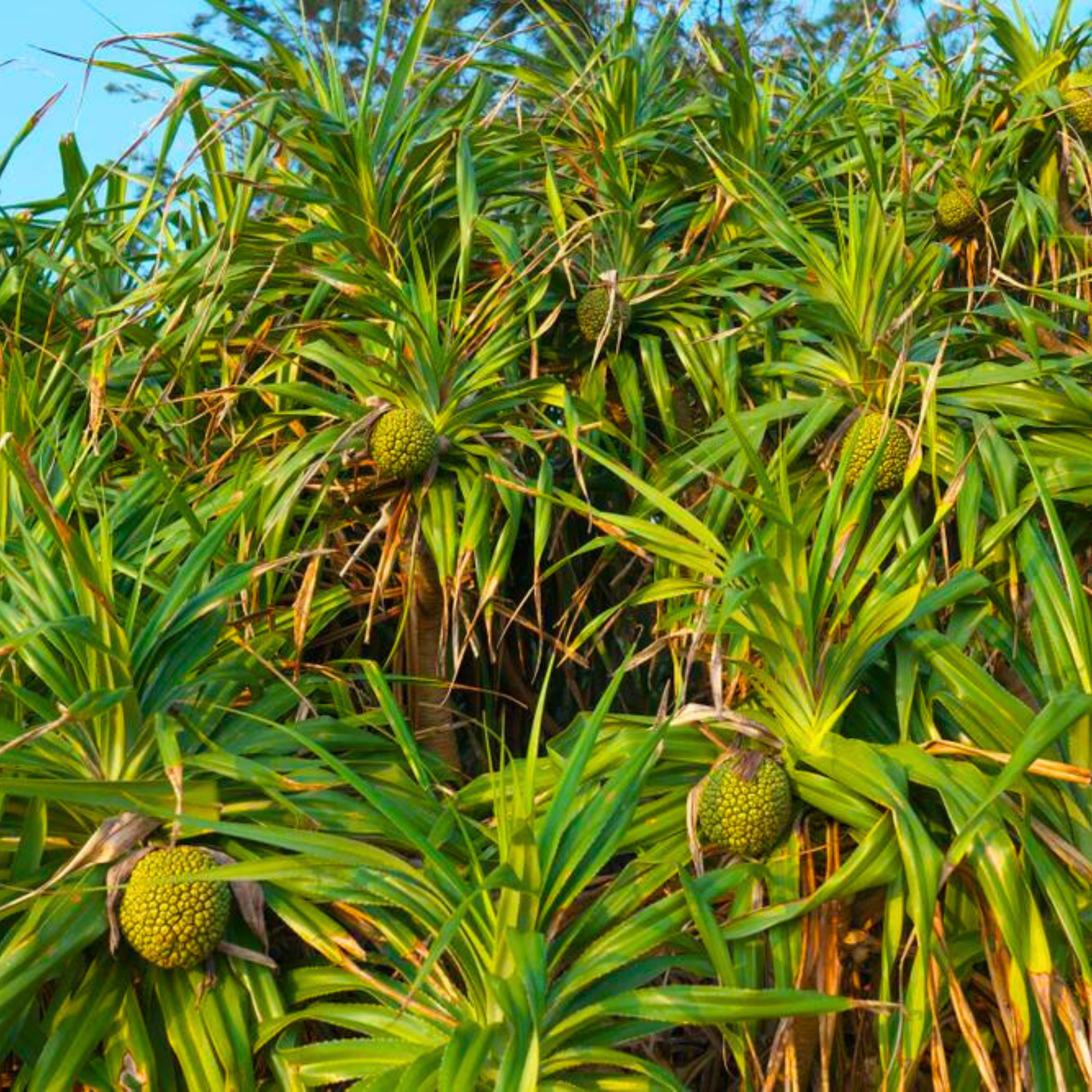 Screw-Pine (kewda) Medicinal Live Plant