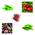 Essential Vegetable Seeds Bundle