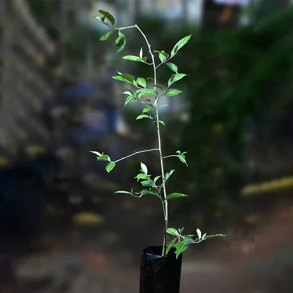 Silver Berry Live Plant (Elaeagnus Commutata)