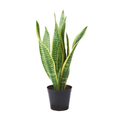 Snake Plant variegated Indoor Live Plant