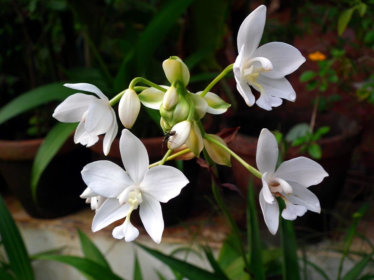 Spathoglottis plicata White Ground Orchid