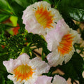 Tecoma White Flowering Live Plant