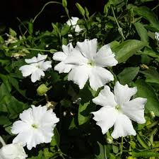 Thunbergia Fragrans All Time Flowering Live Plant