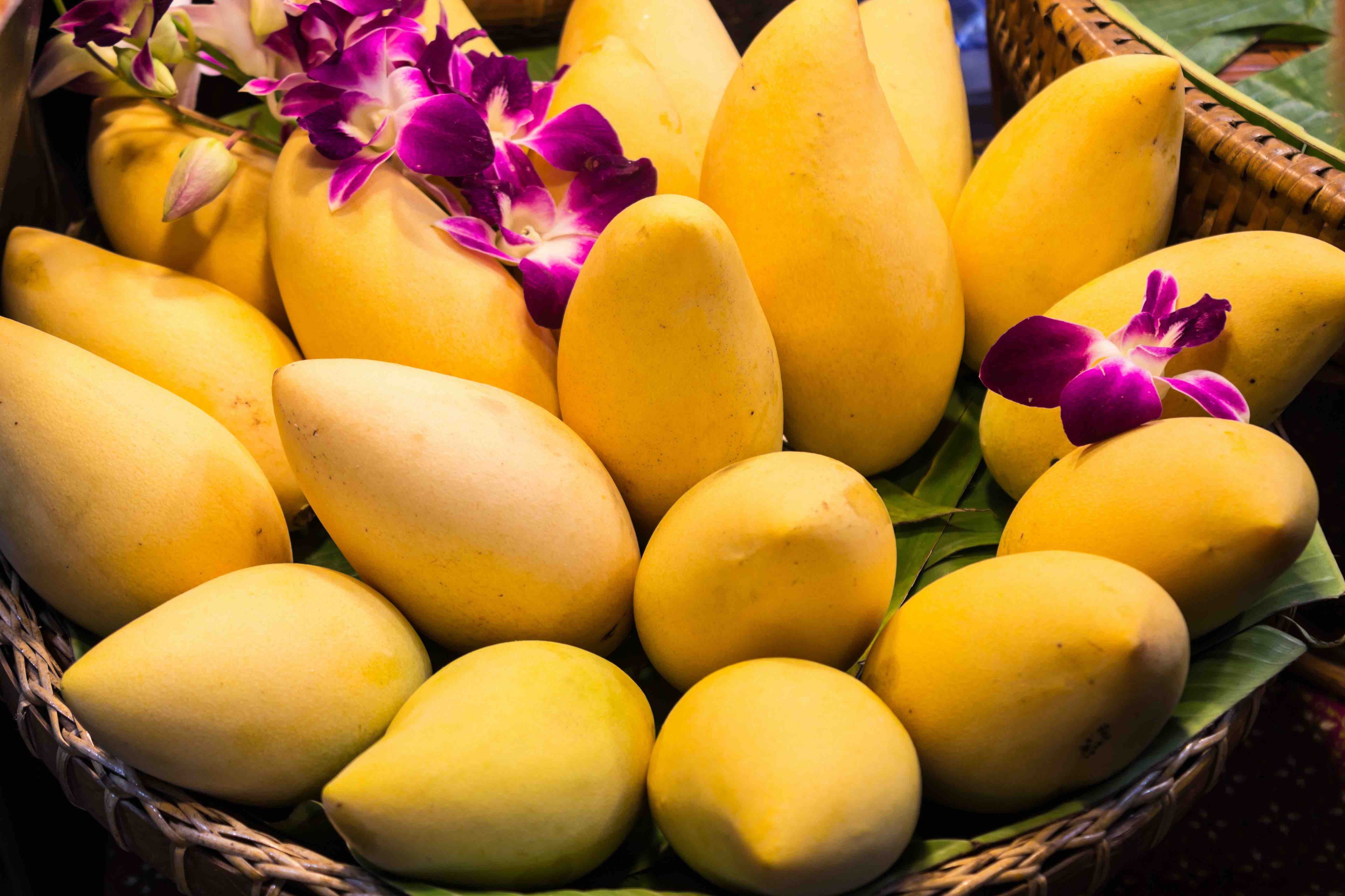Thailand All Season Mango Grafted Live Plant