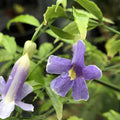 Thunbergia  Kirki All Time Flowering Live Plant