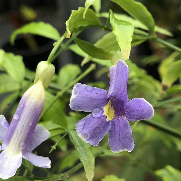 Thunbergia  Kirki All Time Flowering Live Plant