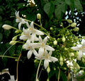Indian Cork Tree (Millingtonia hortensis) Fragrant Live Plant