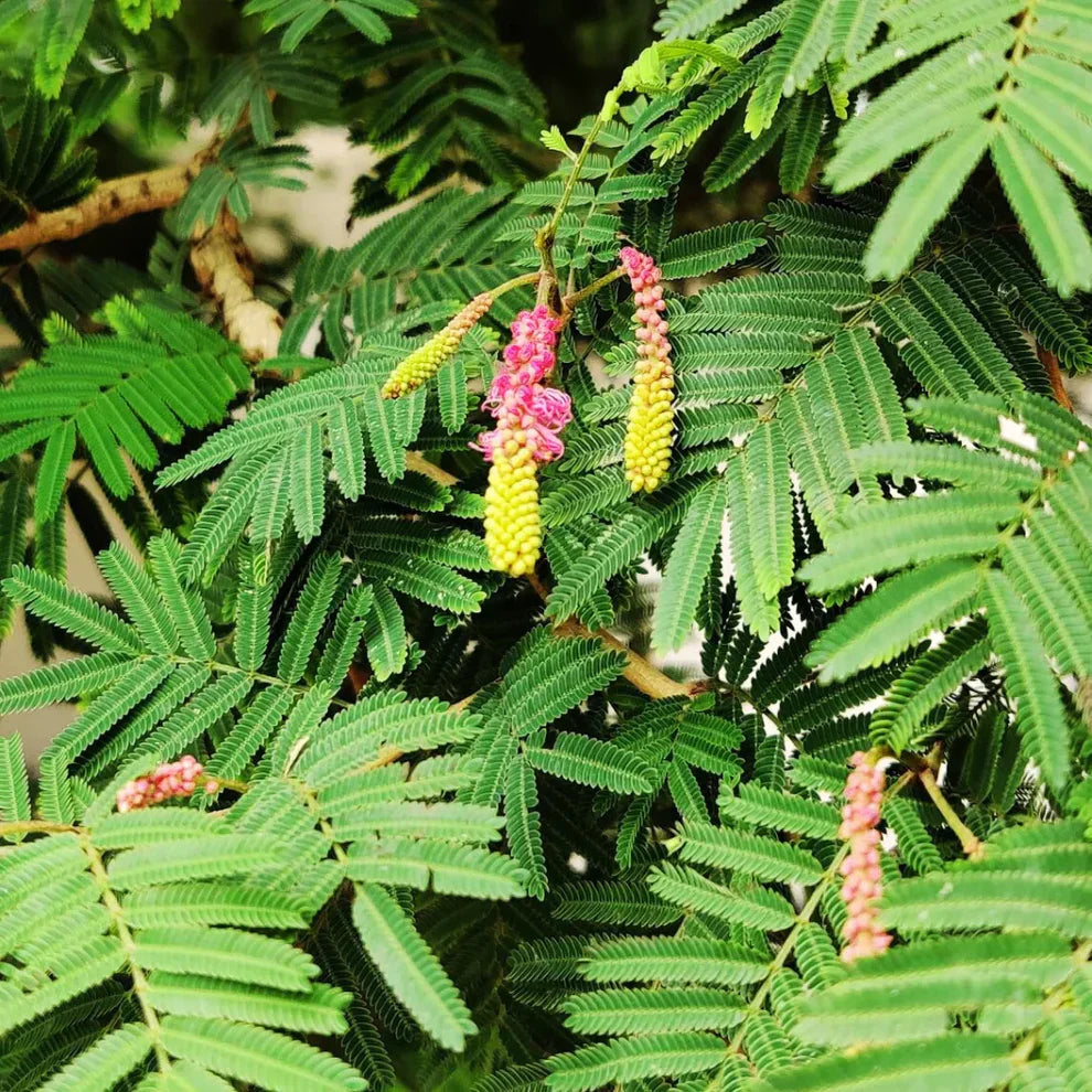 Shami / Jand (Prosopis cineraria) All Time Flowering Live Plant