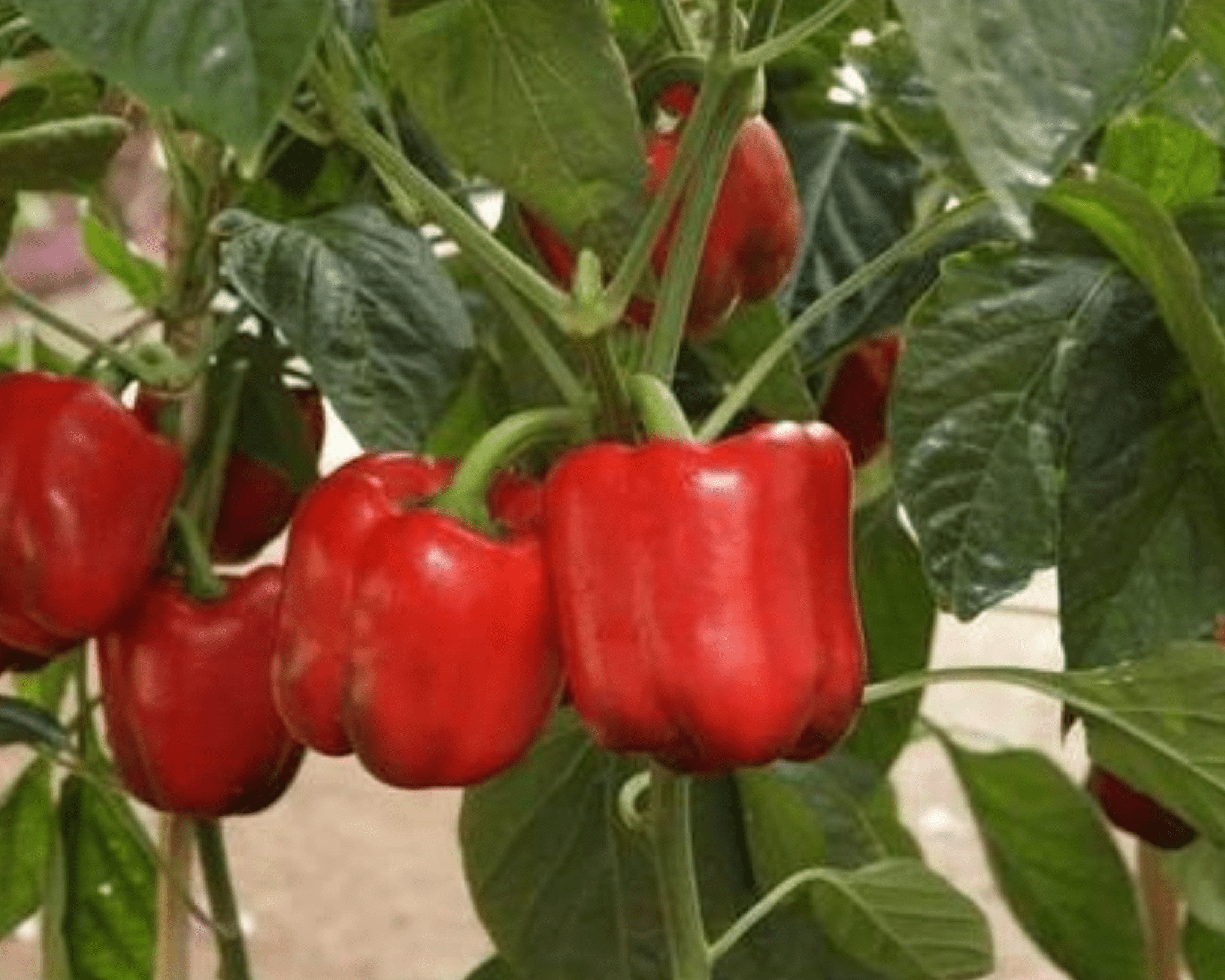 Red Capsicum Seeds लाल शिमला मिर्च के बीज (Shimla Mirch)