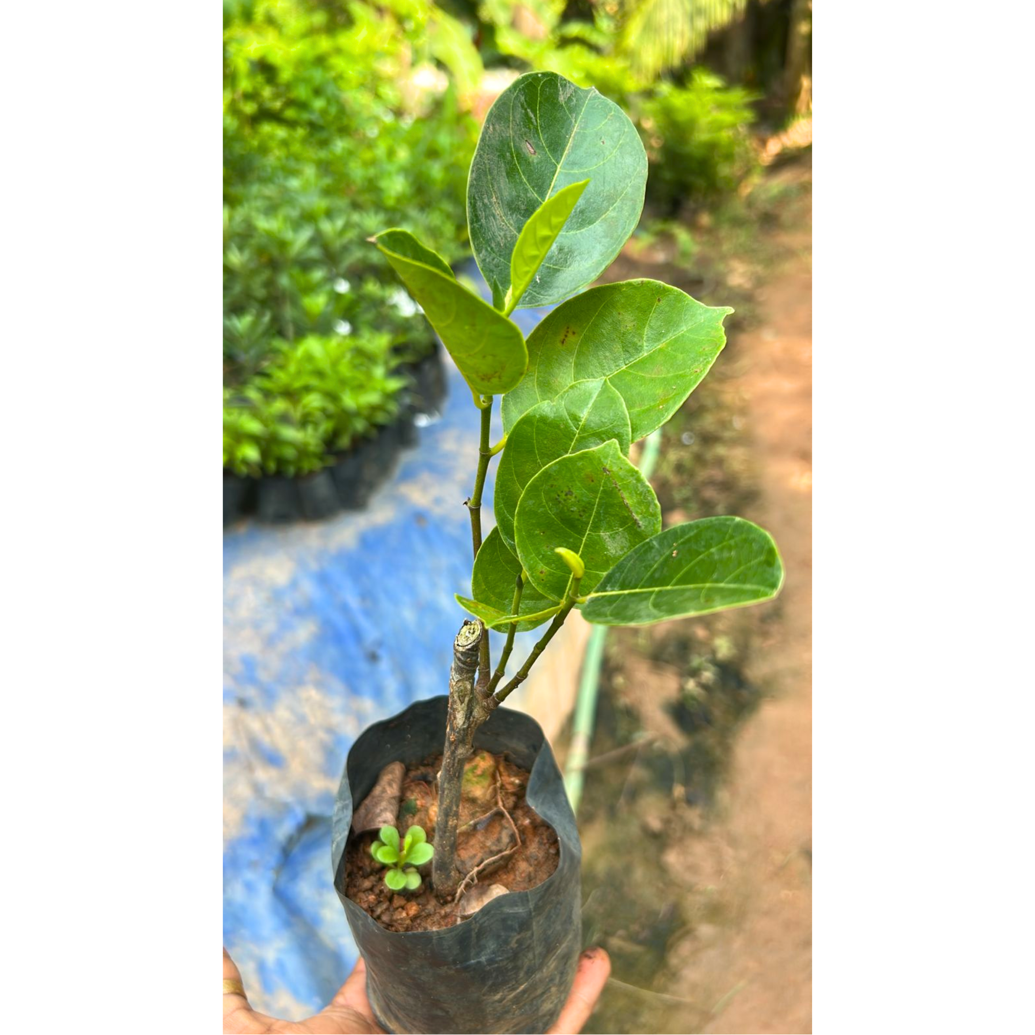 Vietnam Super Early Grafted Live Jack Fruit Plant - Red