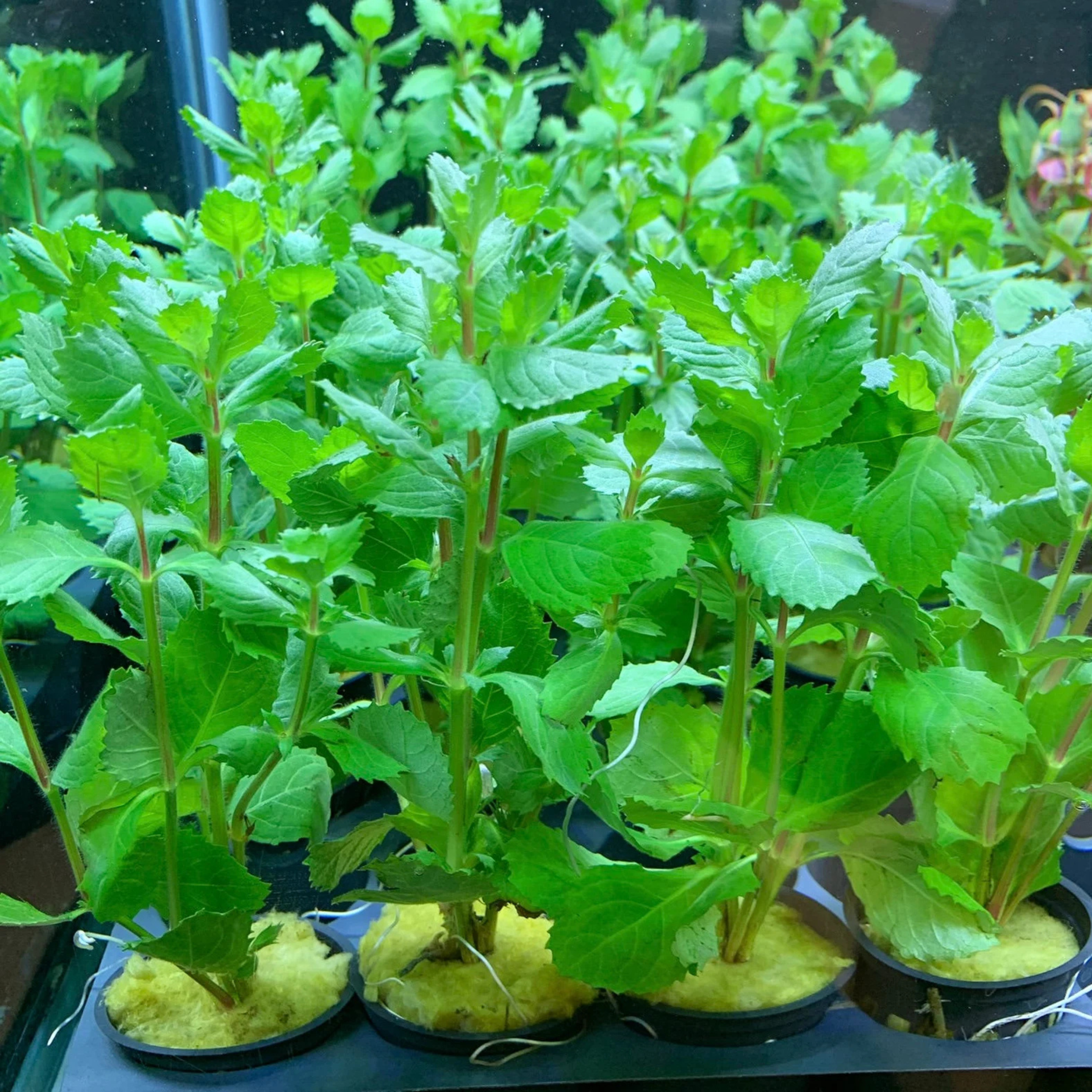 Water Wisteria (Hygrophila difformisa) Aquarium Live Plant