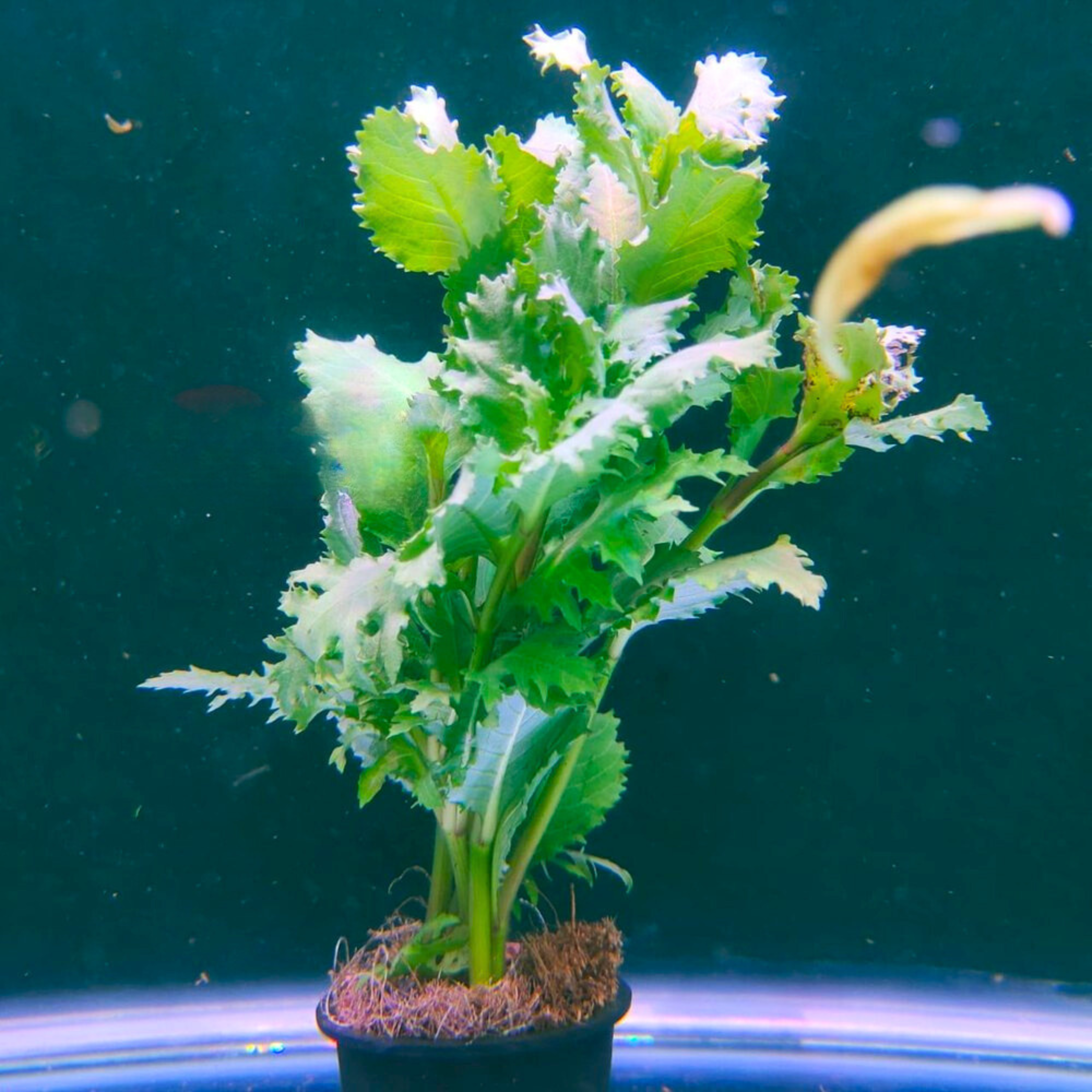 Water Wisteria (Hygrophila difformisa) Aquarium Live Plant