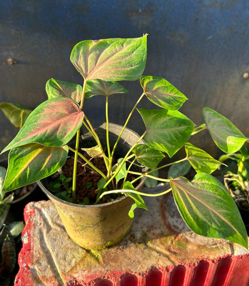 Caladium (Heart of Jesus) Ornamental Live Plant