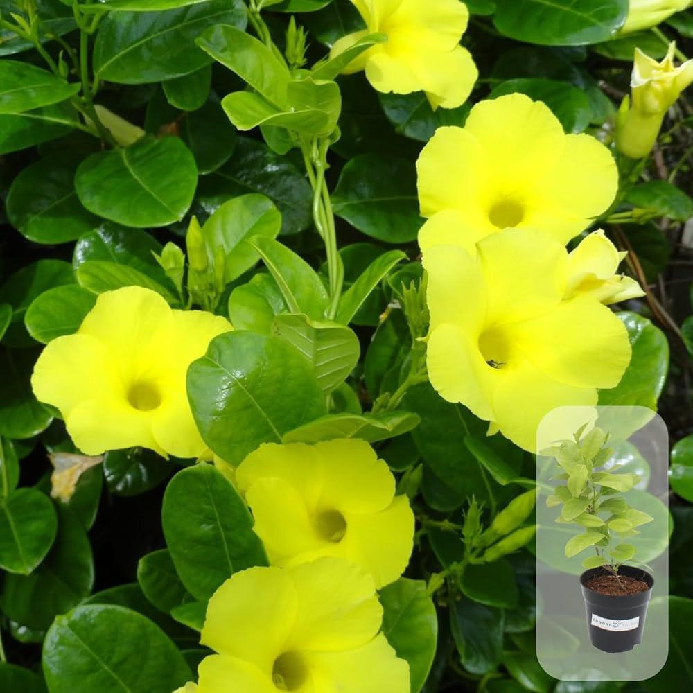 Allamanda Cathartica (Yellow Bell) Creeper / Climber Flowering Live Plant
