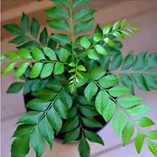 Dwarf Thailand Curry Leaf Live Plant