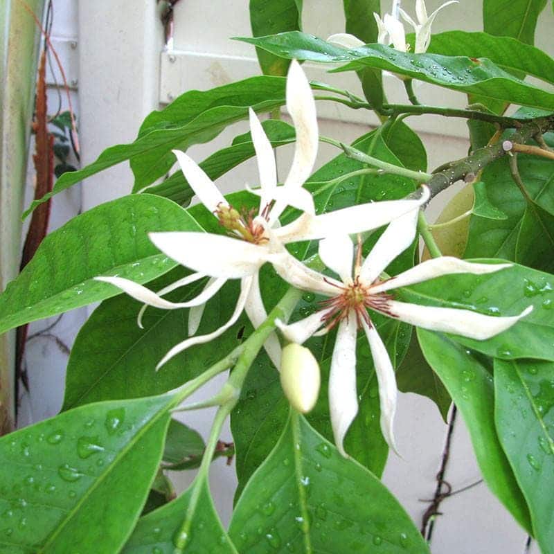 White Champa Grafted Flowering Live Plant