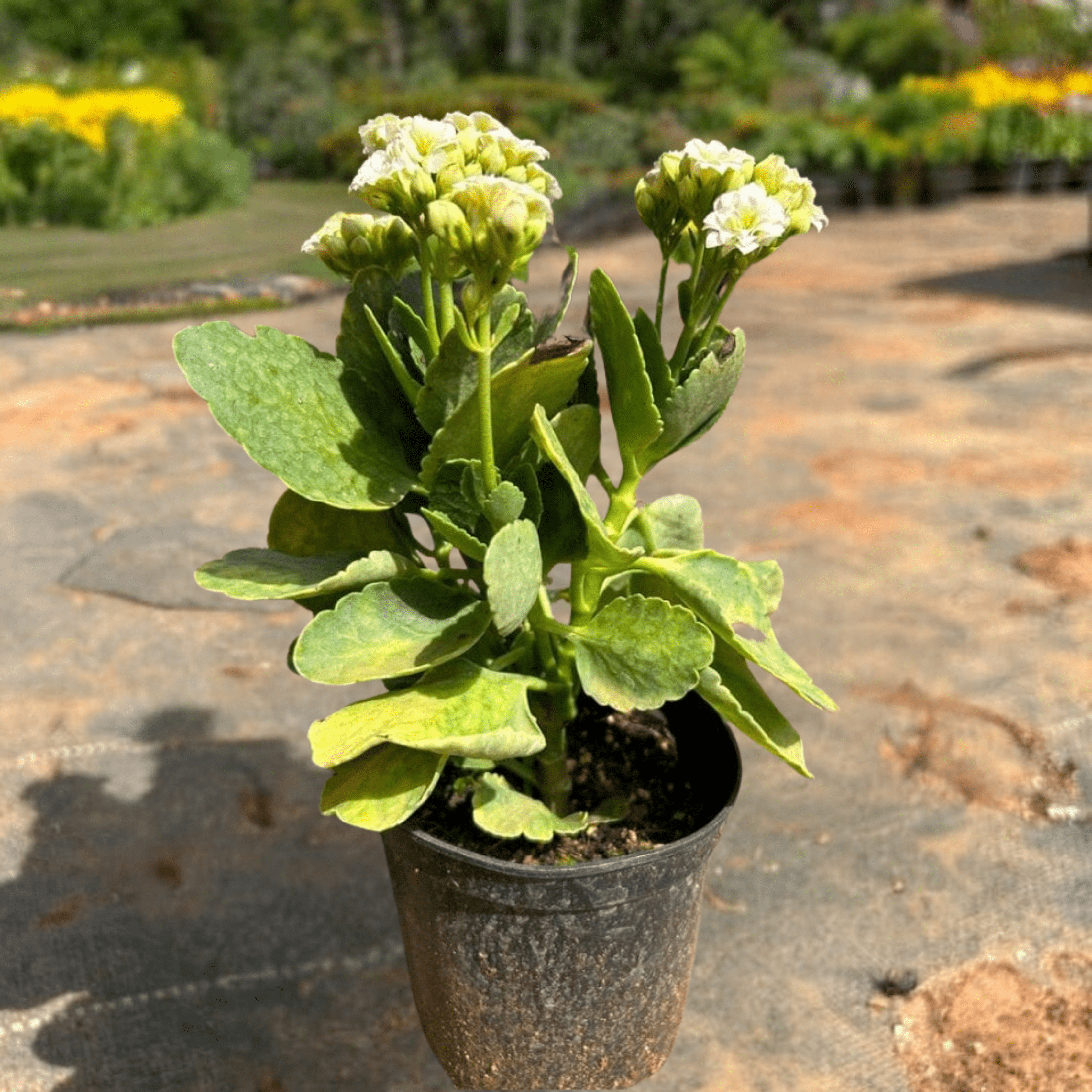White Kalanchoe (Blossfeldiana) All Time Flowering Live Plant