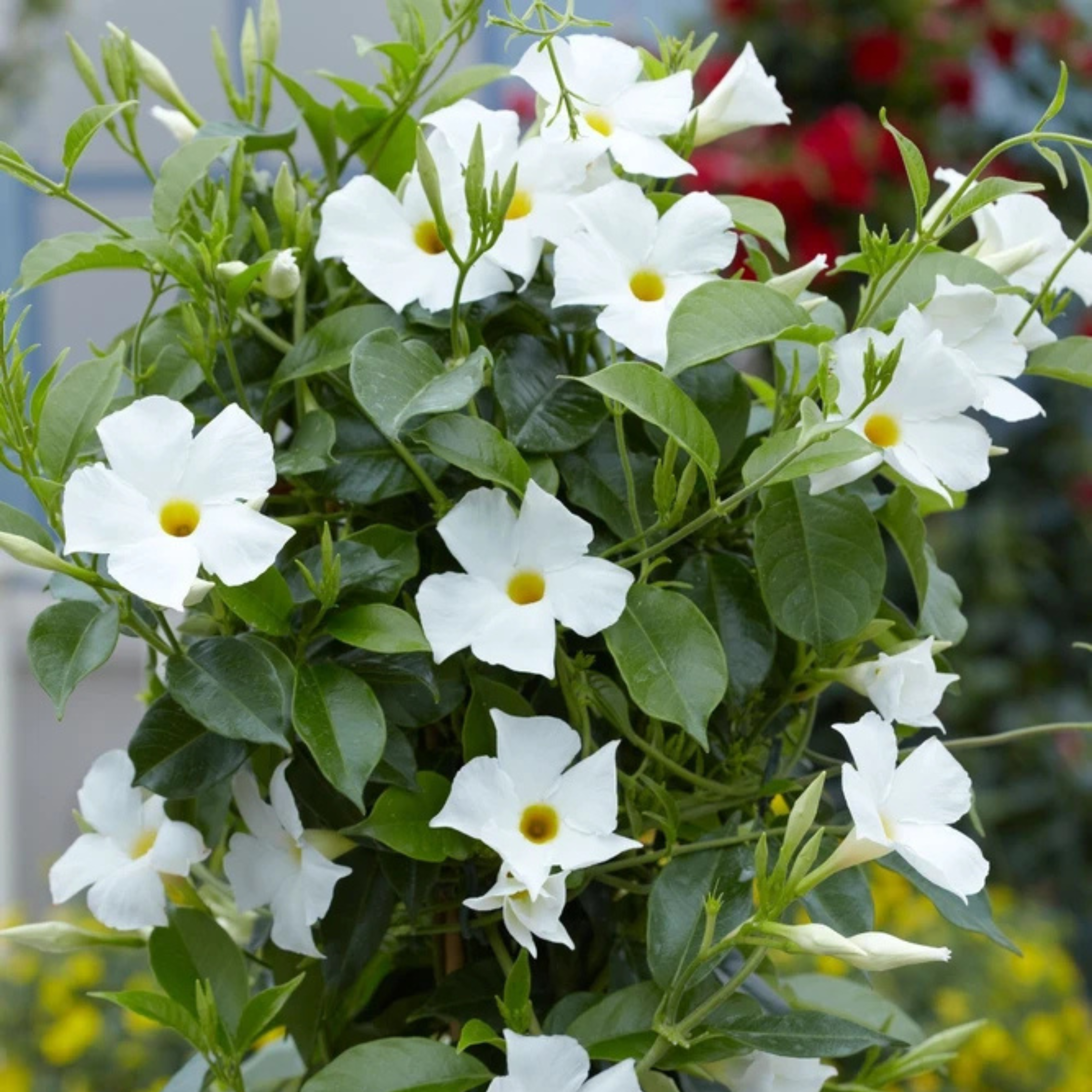 White Mandevilla / Rocktrumpet Flowering Live Plant