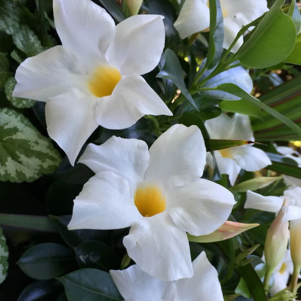 White Mandevilla / Rocktrumpet Flowering Live Plant