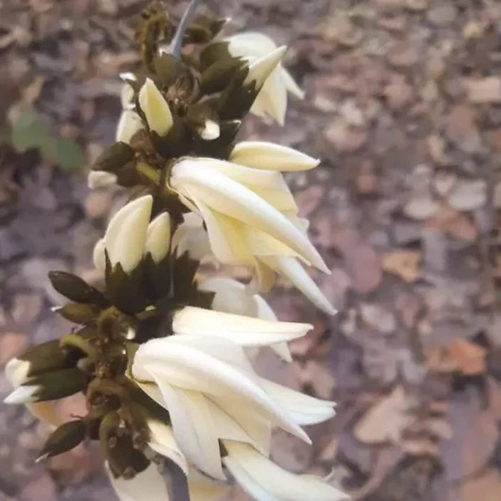 White Palash (Butea Monosperma) Layered Live Plant