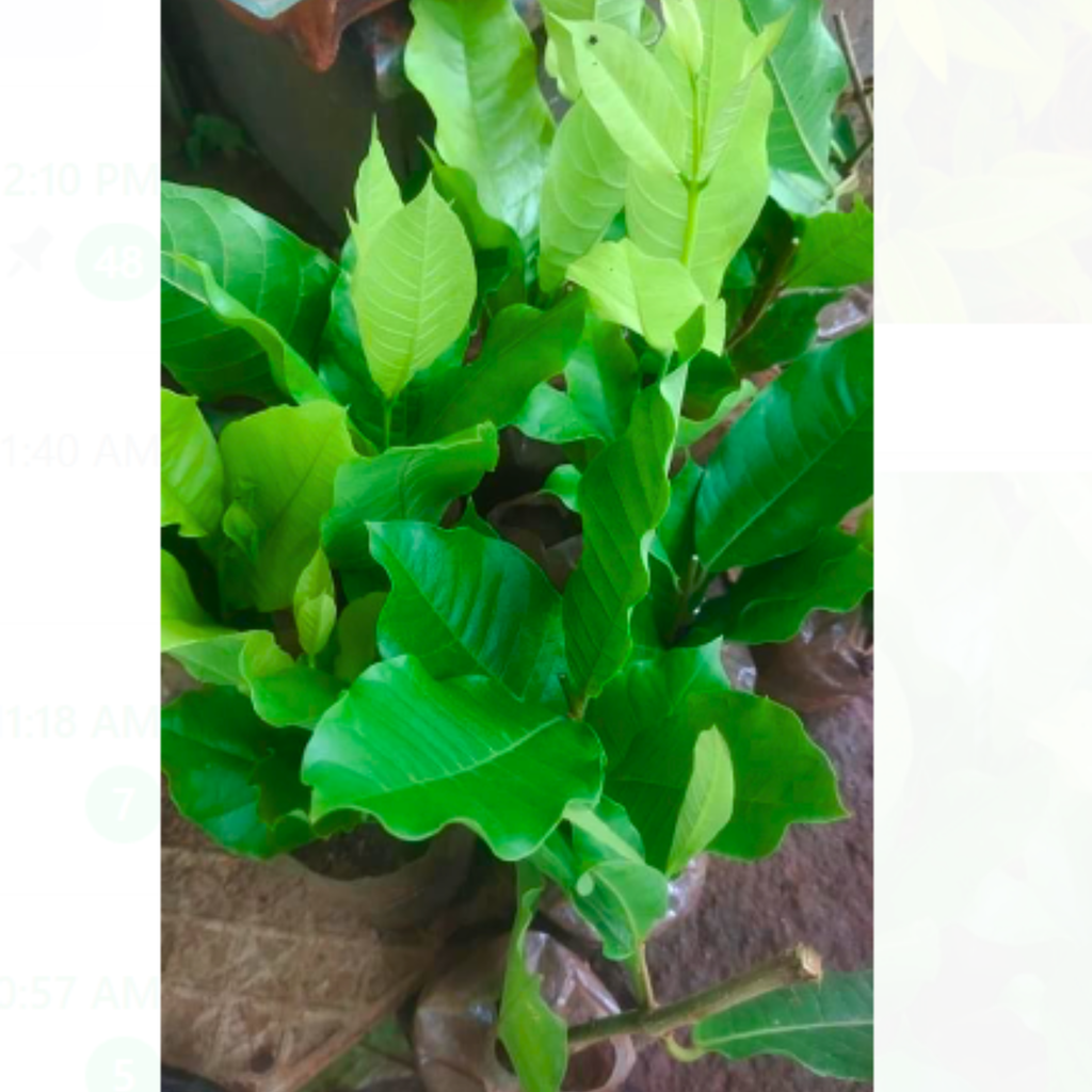 White Petrea Sandpaper Vine Live Plant