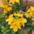 Crossandra Yellow (Kanakambaram) All Time Flowering Live Plant