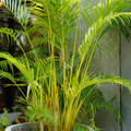 Yellow Butterfly Palm (Dypsis lutescens) Indoor / Outdoor Live Plant