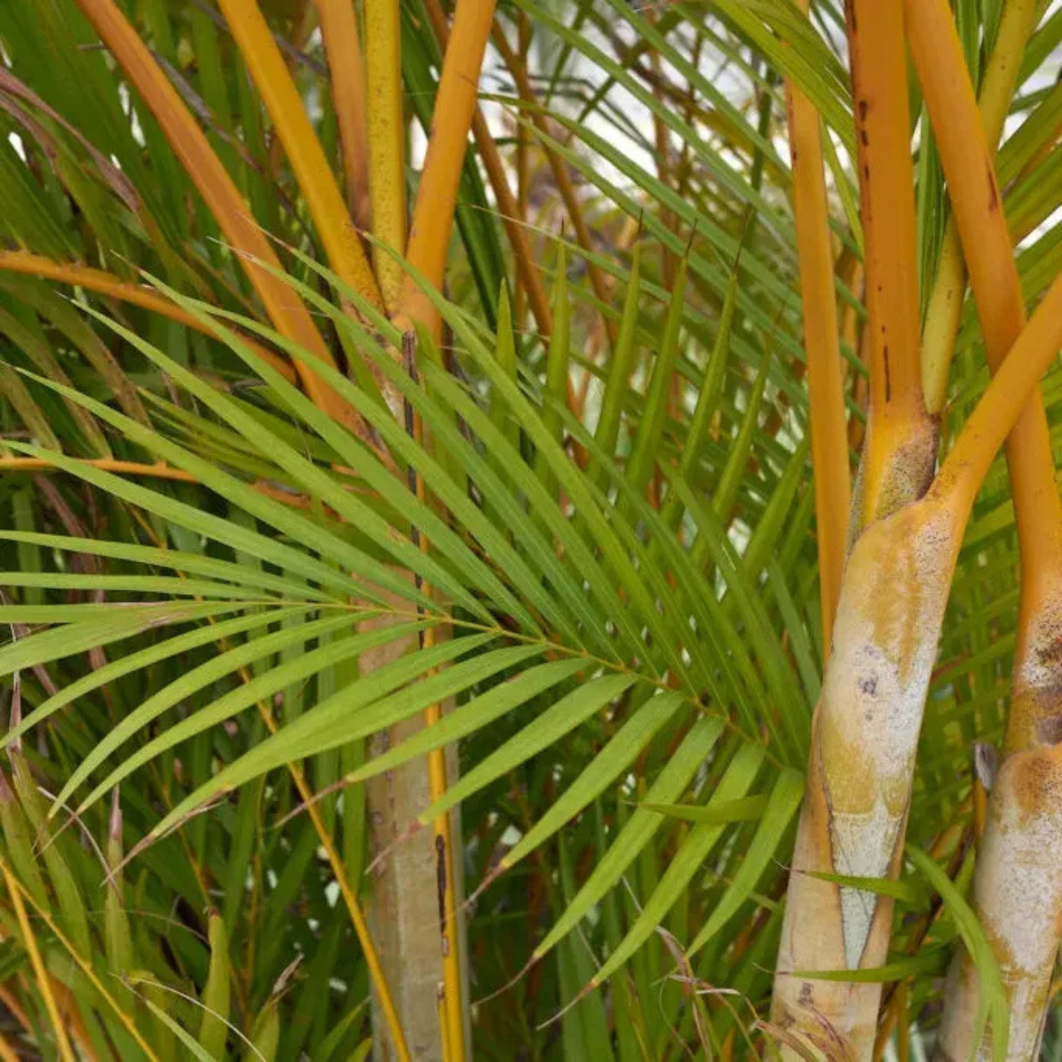 Yellow Butterfly Palm (Dypsis lutescens) Indoor / Outdoor Live Plant