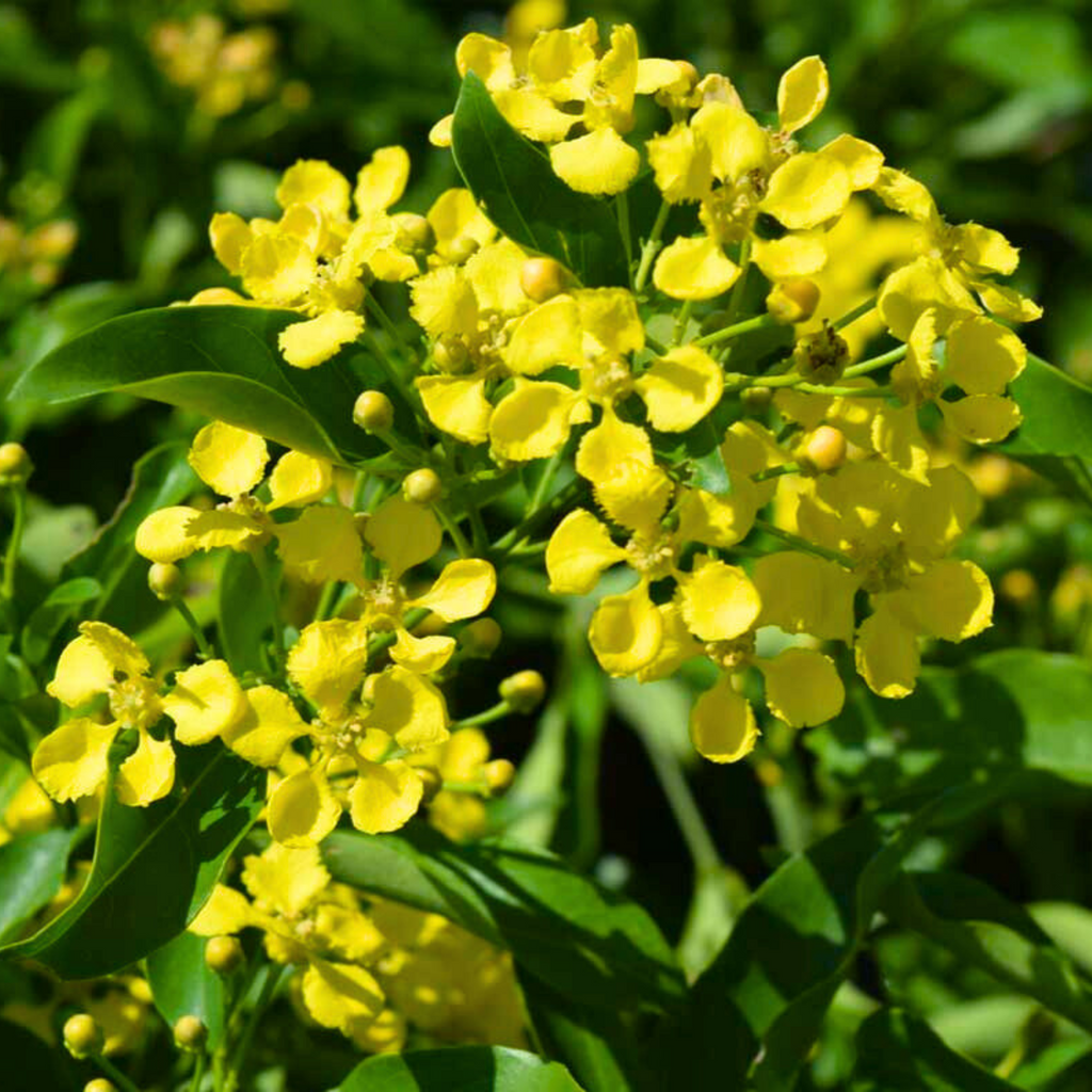 Yellow Butterfly Vine / Mascagnia macroptera (Callaeum macropterum) Rare Flowering Live Plant