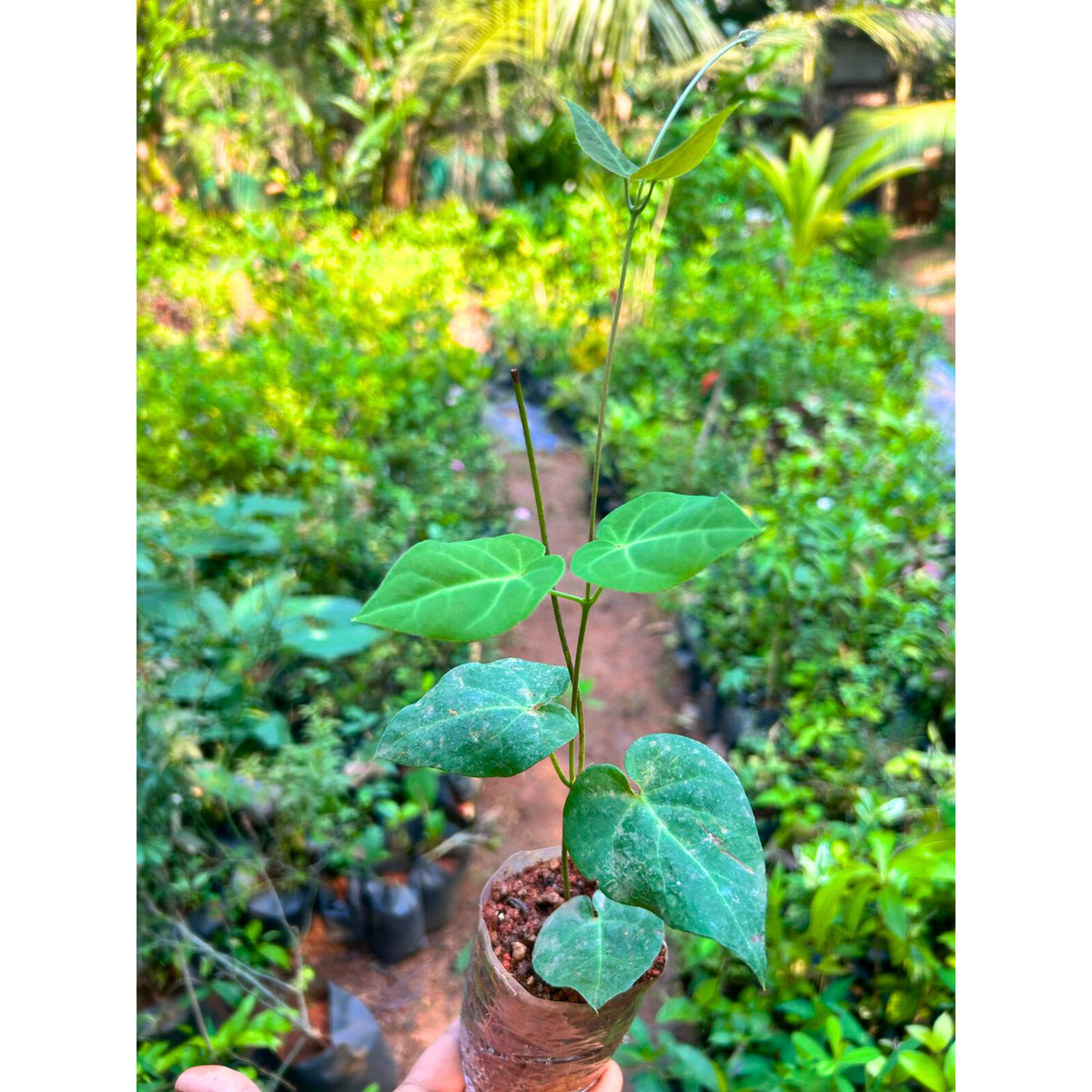 Yellow Butterfly Vine / Mascagnia macroptera (Callaeum macropterum) Rare Flowering Live Plant