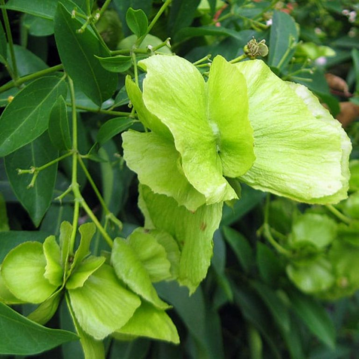 Yellow Butterfly Vine / Mascagnia macroptera (Callaeum macropterum) Rare Flowering Live Plant