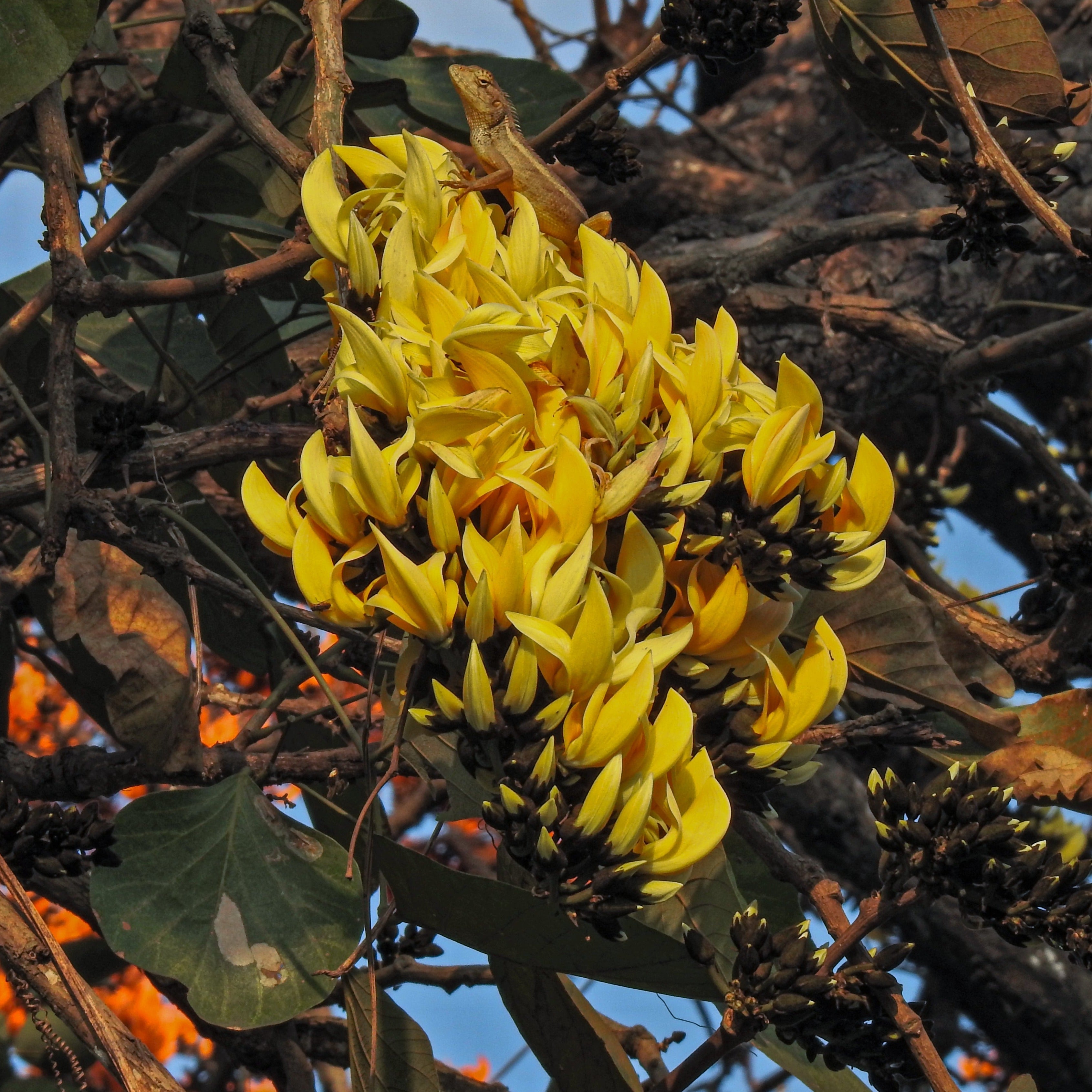 Yellow Palash & Red Palash Combo All Time Flowering Layered Live Plants