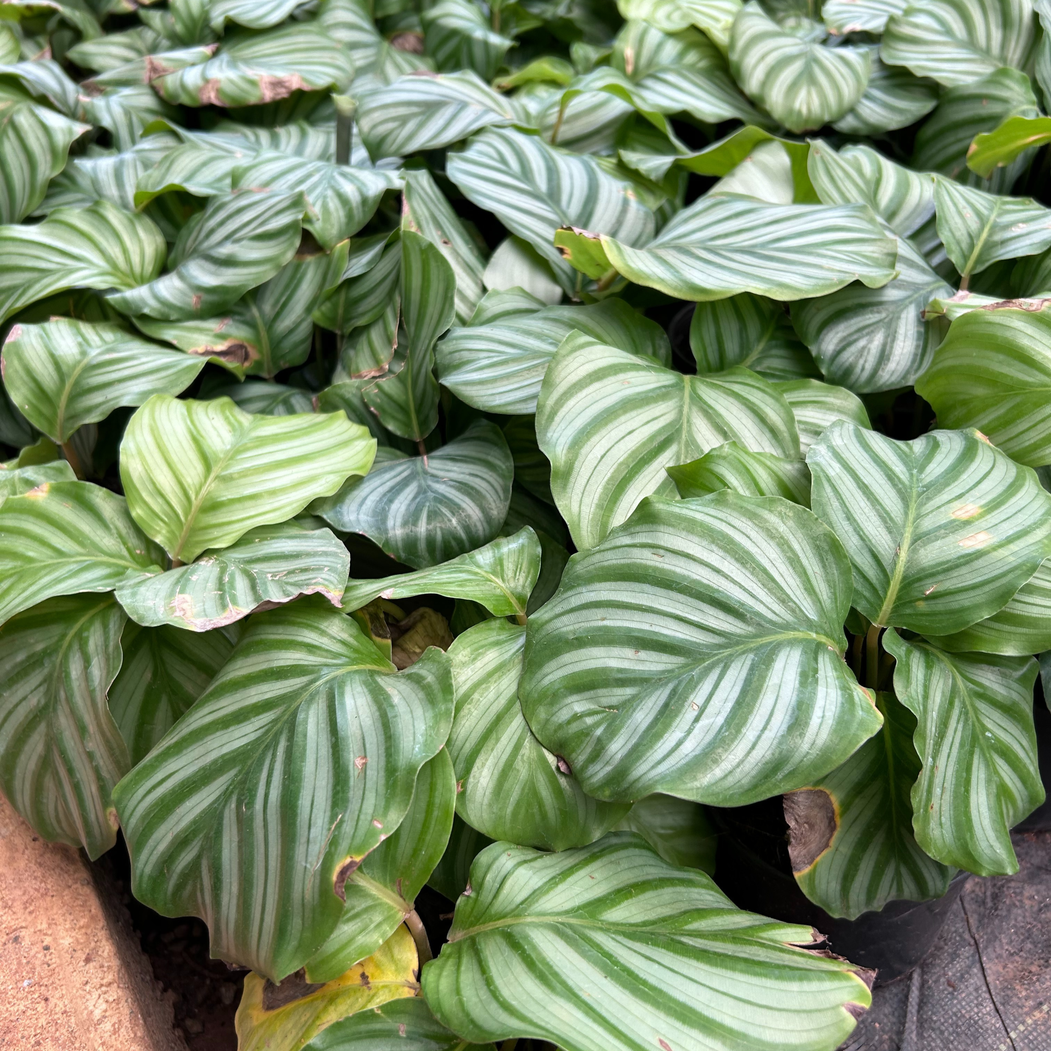 Zebra Plant (Calathea orbifolia) Live Plant