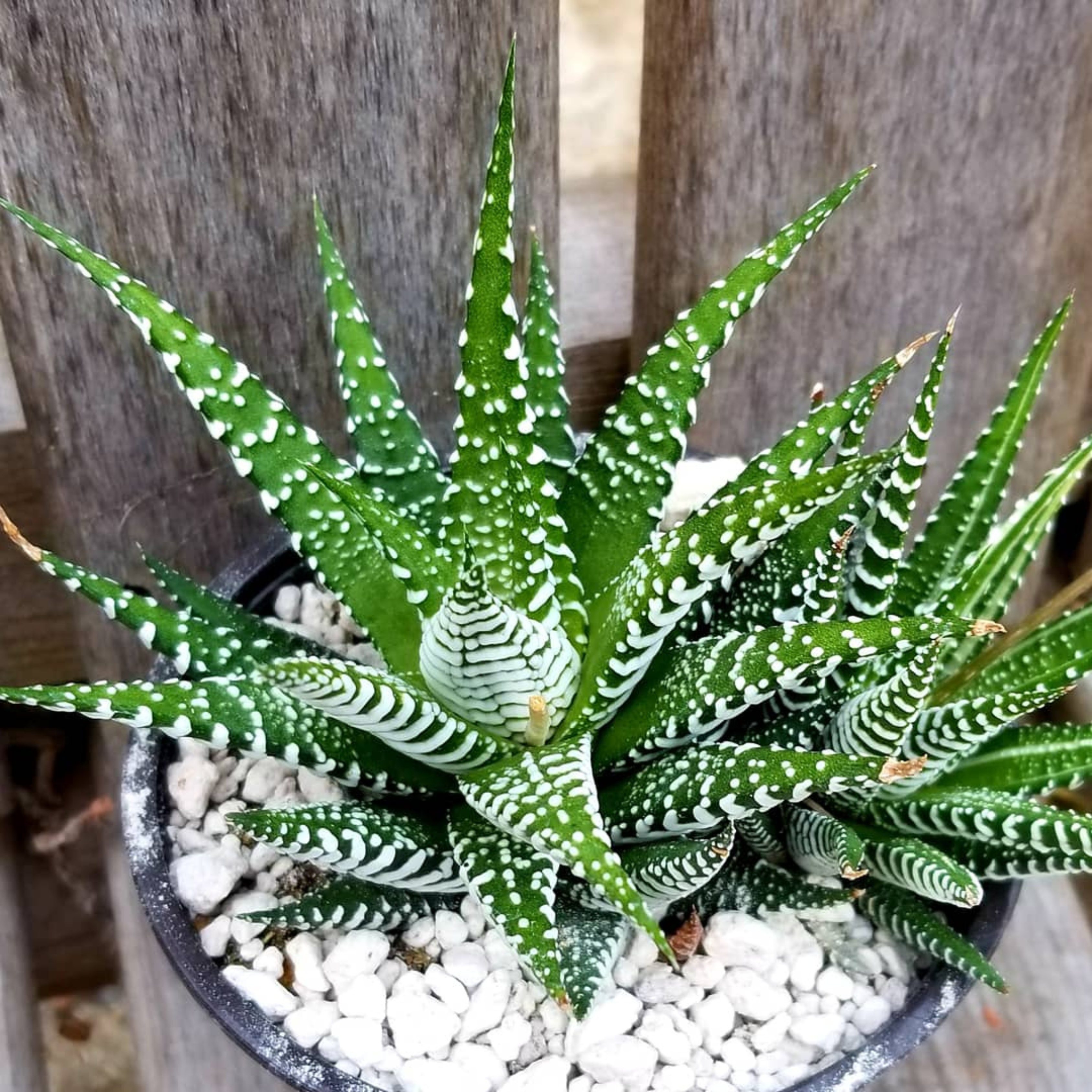 Zebra Plant (Haworthia fasciata) Indoor / Outdoor Live Plant