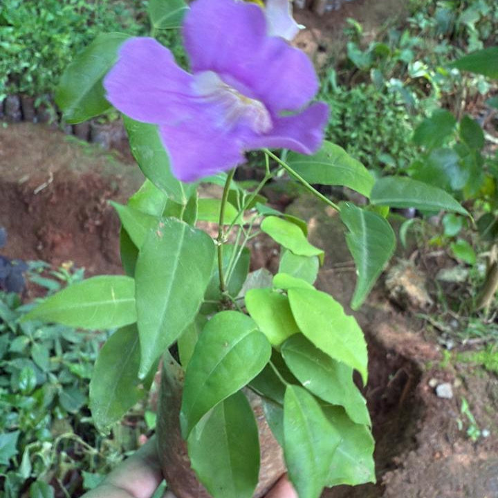 Miniature garlicvine  Layered Live Plant