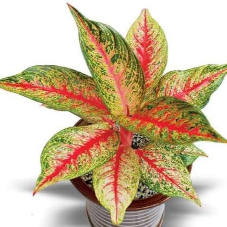 Aglonema hot flaming lady indoor live plant